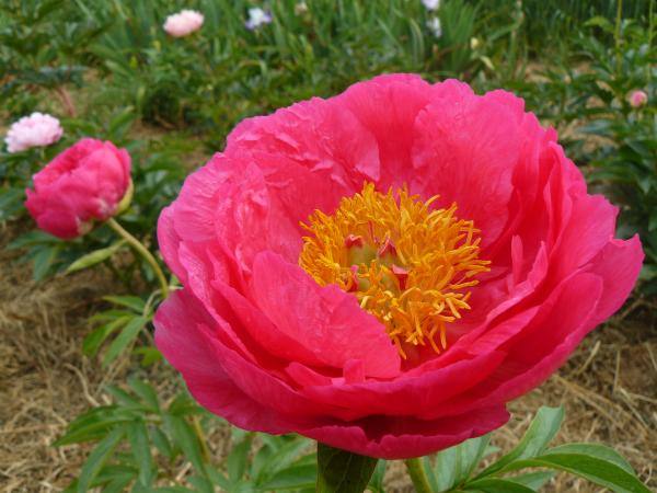 Pfingstrose Cytherea, Paeonia Hybride
